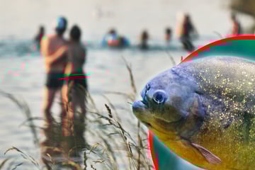 Horror im Fluss: Zehn Verletzte nach Piranha-Attacke