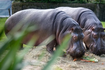 Nach schwerer Krankheit: Zoo verkündet Tod von "Berliner Original"