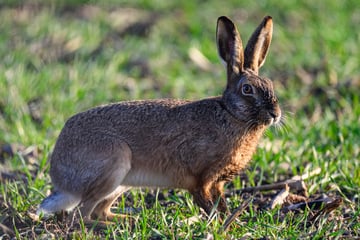 "Hasenpest" im Eichsfeld nachgewiesen: Auch Menschen können sich anstecken