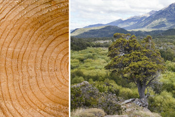 Streit unter Wissenschaftlern: Ist das der älteste Baum der Welt?