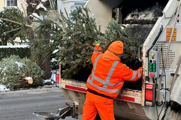 Hamburg: Entsorgung noch vor Silvester: Wohin mit dem Weihnachtsbaum?