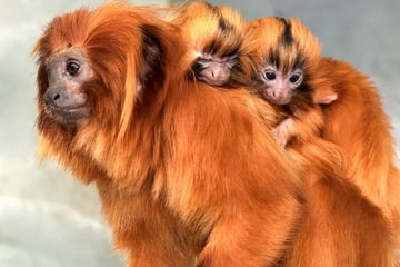 Baby-Alarm im Kölner Zoo! Auf dieses süße Kletter-Trio darfst Du Dich freuen