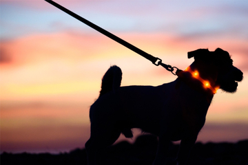 Leuchthalsband für den Hund: Tolle Modelle und wichtige Tipps