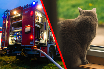 Dresden: Dresden fire brigade is alerted because of animals in need: they make a sad discovery on site