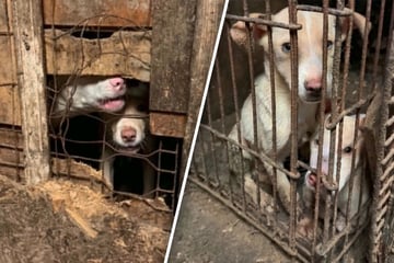 Tierschützer befreien fast 70 "im Sterben" liegende Hunde aus Horror-Haus