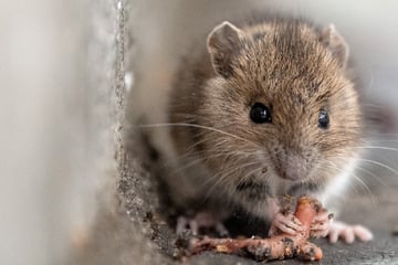 Maus im Auto gibt sich nicht mit Keksen zufrieden: Nager richtet großen Schaden an!