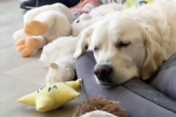 Golden Retriever ist immer traurig: Womit ihn seine Besitzer dann überraschen, geht so nahe