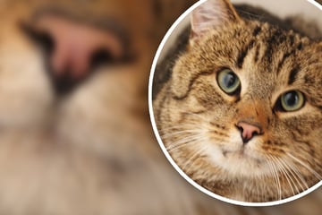 Köpfchen steckte in einem Behälter! Folgt auf Isamus Rettung jetzt das große Happy End?