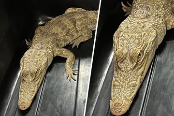 Reptilien-WG und Balkon-Krokodil: Bewohnerin drohen zehn Jahre Knast