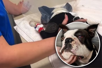 Nach giftigem Schlangenangriff: Hund Neville kämpft ums Überleben