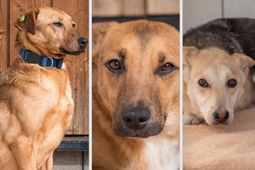 Hunde mussten aus Kriegschaos in der Ukraine flüchten: Finden sie jetzt ihr Glück?
