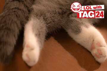 Joke of the Night for February 28, 2026: Cat jokes for Caturday!