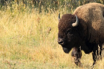 Nacht-Einsatz im Bison-Gehege: Münchner Polizei rettet Mann aus Tierpark