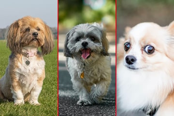 Smallest dog breeds: Top 10 tiny dog breeds