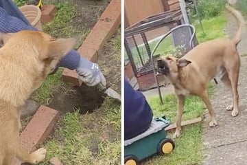 Dog's outraged reaction to owner's dad digging holes goes viral: "The hypocrisy!"