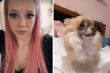 Anne Wünsche: Anne Wünsche in Sorge: Übersteht Chihuahua Spoti Karotti die Narkose?