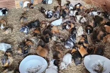Mann hortet Meerschweinchen und stirbt: Tiere in letzter Sekunde gerettet