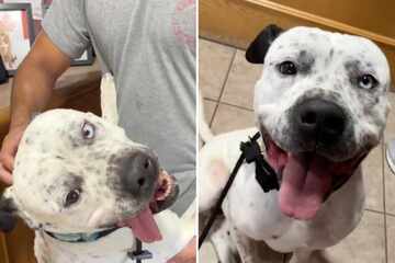 Dog has the sweetest reaction to being adopted after two years of homelessness