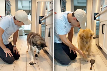 Herrchen will Hunden neuen Trick beibringen: Was dann passiert, bringt so viele zum Lachen