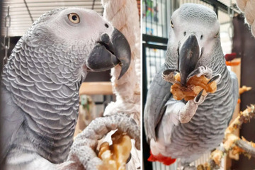 Schöner Papagei scheiterte mit Vogel-Dame: Findet Alfred seine Liebe?