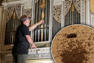 Folge des Gift-Verbotes: An Sachsens Kirchenorgeln nagt der Wurm