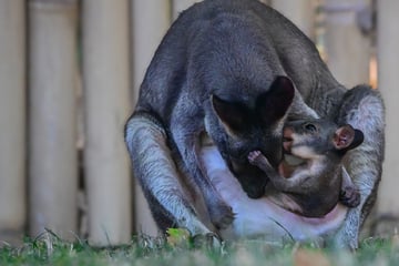 Baby-News aus dem Kölner Zoo: Guck mal, wer da aus dem Beutel von Mama Gisela hüpft!
