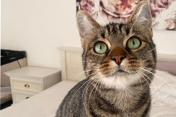 Ihre Kitten sind flügge: Jetzt sucht Katzenmama Lillie ihr großes Glück