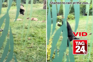 Viral Video of the Day for October 2, 2023: Two gorillas make a dash for cover right before rainstorm!