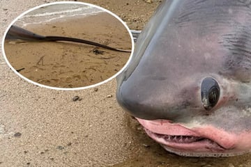 Fisch-Ungeheuer mit Glupschaugen und Riesen-Schwanz an Strand gespült