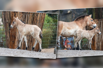 Artenschutz-Erfolg im Kölner Zoo: Seltenes Przewalskipferd geboren