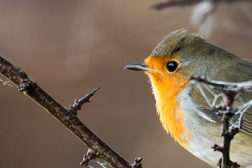 Rotkehlchen als Delikatesse: Rentner fängt Tausende Vögel und vertickt sie illegal