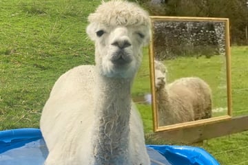 Einsames Alpaka bekommt Spiegel, damit ihm sein Spiegelbild Gesellschaft leistet