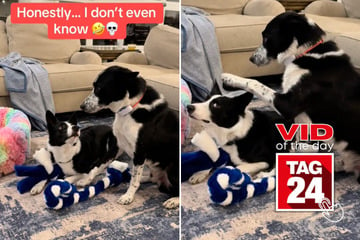 Viral Video of the Day for December 3, 2024: Border collies caught "gentle parenting" in slow-motion