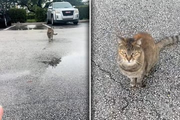 Frau will Katze zu sich locken: Was stattdessen passiert, verschlägt ihr die Sprache