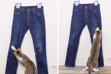 Creative cat distresses jeans and impresses the internet!
