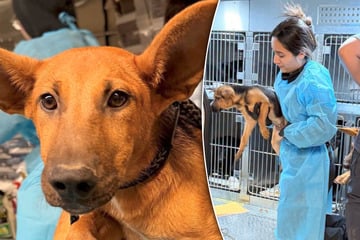 Mehr als 70 Hunde unter katastrophalen Bedingungen gehalten