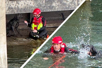 München: Zeugen verhindern Schlimmeres: Hund stürzt bei Taubenjagd sechs Meter in die Isar