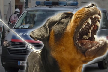 Rottweiler geht auf Frau los: Kurze Zeit später ist er tot