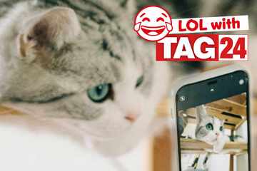 Joke of the Night for November 29, 2025: A cat funny for Caturday night