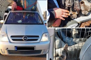 In Gitterboxen zusammengepfercht! Opel-Fahrer will Hundewelpen über Grenze schmuggeln