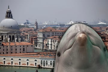 Das gibt es doch gar nicht! Delfin schwimmt durch Venedig
