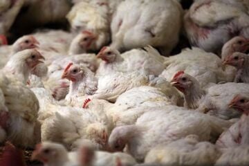 Tierquälerei im Schlachthof: Verfahren gegen Chefs soll gegen Mini-Zahlung eingestellt werden