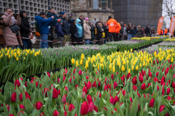 Berlin: Lange Schlange vor Tulpenmeer auf Breitscheidplatz: Was ist da los?