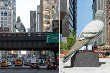 Giant pigeon lands on the Highline in weird and gloriously New York moment