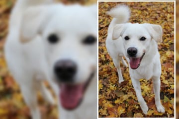 "Fröhlicher Quatschkopf": Junger Labrador-Mix kennt noch keine Grenzen