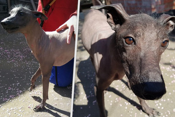 Dog wandered around lonely for days: will he find his happiness now?