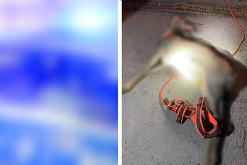 Hund tötet Reh: Polizei ermittelt wegen Jagdwilderei und sucht Besitzer