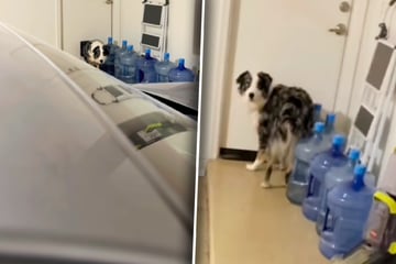 Hund will Katzenfutter klauen: Was passiert, als Besitzer ihn stellen, löst Lachtränen aus