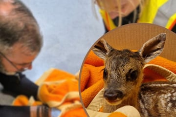 Wildunfall endet tragisch: Schwer verletztes Reh stirbt nach Geburt ihres Kitzes
