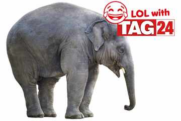 Joke of the Day for July 28, 2025: Awesome animal jokes to make you smile
